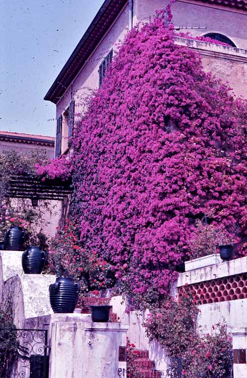 bouganvilla